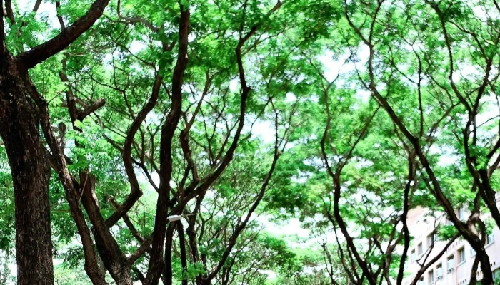 Guo Li Yun Lin Ke Ji Da Xue  Xue Sheng Su She Qu 校舍 - Yunlin County, Douliu City