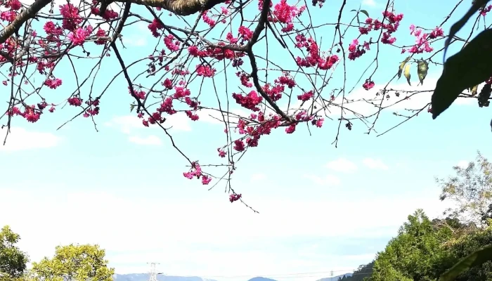 Ri Yue Lao Cha Han 哪裡 - Nantou County, Yuchi Township