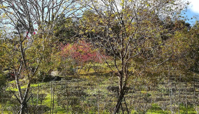 Ri Yue Lao Cha Han 目錄 - Nantou County, Yuchi Township