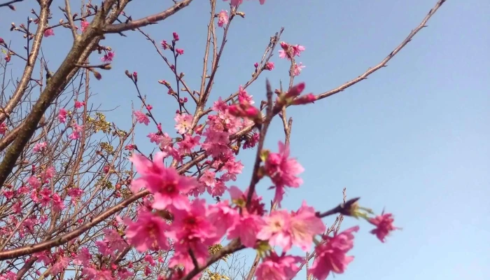 Daxi Blooming Oasis -  哪裡 - Taoyuan City, Daxi District