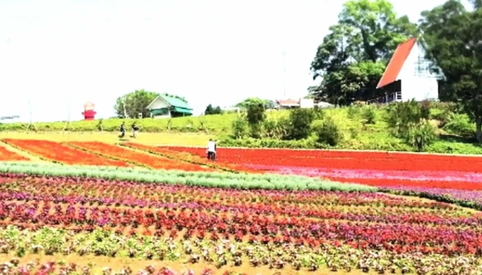 Daxi Blooming Oasis -  旅游胜地 - Taoyuan City, Daxi District