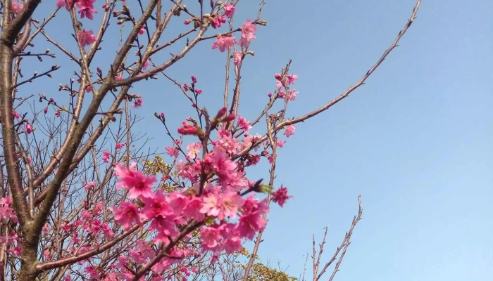 Daxi Blooming Oasis -  視頻 - Taoyuan City, Daxi District