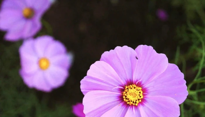 Daxi Blooming Oasis -  附近 - Taoyuan City, Daxi District